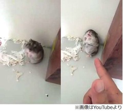 &ldquo;お約束&rdquo;熱演するハムスター、指で「バン！」と撃たれ死んだフリ。