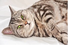 メタボ猫川柳の入賞作品決定「この先も キミといたくて 鬼となる」。