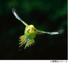 &ldquo;酔っ払い鳥&rdquo;がアメリカで大暴れ