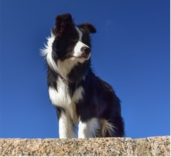 &ldquo;犬の遺伝子&rdquo;人間のがん治癒を助ける可能性