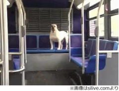 &ldquo;バス犬&rdquo;2年ぶり飼い主再会、遠く離れた地のバス内で保護される。