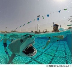 プールで泳ぐ&ldquo;本物そっくりのサメ&rdquo;