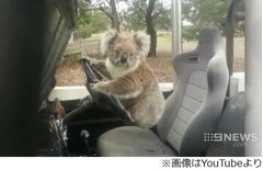 車泥棒コアラを&ldquo;現行犯&rdquo;捕獲、白昼堂々とハンドル握り逃走寸前。