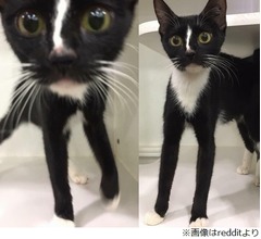 脚がとても長い&ldquo;スーパーモデル&rdquo;にゃんこ