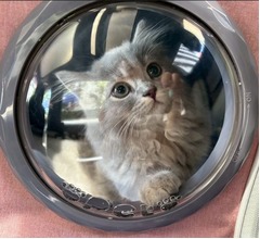 高橋克典メロメロ、ミーミー鳴くかわいすぎる愛猫に言葉失う「か、」