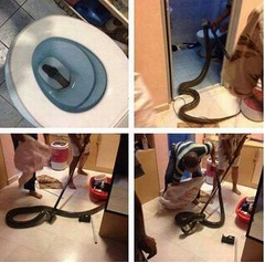 【写真】恐すぎ危険&ldquo;便器の中に大蛇&rdquo;、「トイレ行けなくなった」の声も。