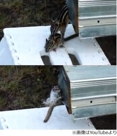 お母さんリスが子育てに奮闘、巣に戻らない子どもたちにあの手この手。