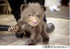 死んだ母の側で鳴いていた熊、生後2か月ほどで保護されすくすく成長。