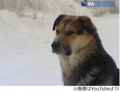 極寒の地で亡きがらに寄り添う犬、2週間離れず&ldquo;ハチ公&rdquo;の愛称も。
