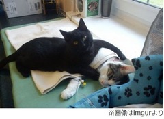 動物に寄り添う看護師にゃんこ、多くの&ldquo;患者たち&rdquo;を優しくケア。