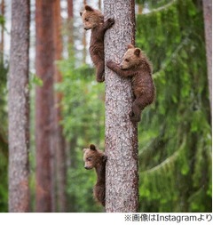 森の子グマ達が木登りスイスイ、やんちゃな兄弟に母親グマは心配？