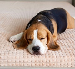 犬も人間と同様に夢を見る、犬が夢を見ている&ldquo;典型的な兆候&rdquo;は？