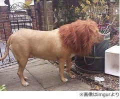 あまりにライオンぽい&ldquo;番犬&rdquo;「郵便局員がすごく怖がっている」。