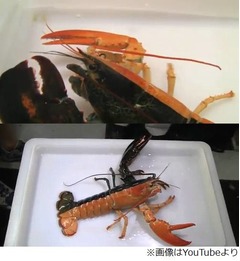 左右の色が異なるロブスター、&ldquo;ハロウィン・ロブスター&rdquo;と話題に。