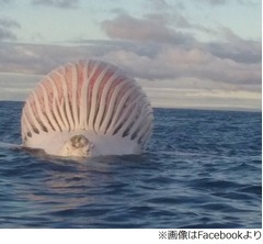 海に浮かぶ&ldquo;謎の球体&rdquo;の正体、ベテラン漁師親子が沖合で見つける。