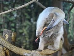 スプーンで食事するかわいいアリクイが人気、自ら握りしめてペロペロ。