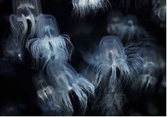 春告げる謎多き&ldquo;カミクラゲ&rdquo;、桜の花が散る4月頃には姿を消す。