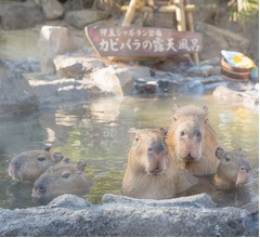 偶然から始まった&ldquo;元祖&rdquo;カピバラの露天風呂