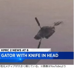 頭にナイフが突き刺さったワニ