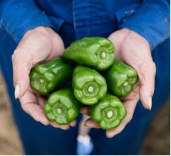 初の&ldquo;栄養機能食品&rdquo;ピーマン、全国販売へ