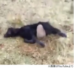 吸血UMA&ldquo;チュパカブラ&rdquo;の正体判明か