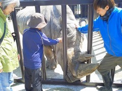 サイタッチ＆トラに肉やり体験、那須サファリパークがGW限定企画。