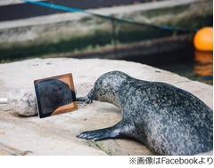 &ldquo;遠恋中&rdquo;アシカがビデオ通話、「さては水族館スタッフに経験者が」。
