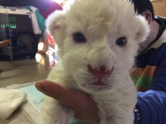 赤ちゃんホワイトライオン公開、1月7日に生まれすくすく成長中。