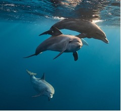 座礁したイルカ&ldquo;アルツハイマー型認知症&rdquo;の可能性、学術誌に研究結果発表