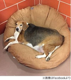 &ldquo;太りすぎたビーグル犬&rdquo;保護、通常の4倍近い体重で歩行も困難に。