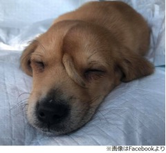 額にしっぽ&ldquo;ユニコーン犬&rdquo;が話題に