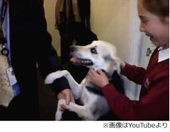 愛犬との&ldquo;再会&rdquo;に少女大泣き、ドバイから英国へ引っ越しで離ればなれ。