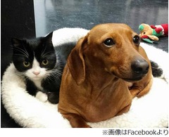 歩けない子猫を守り続ける犬、米国で注目集める&ldquo;仲良しコンビ&rdquo;。