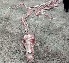 &ldquo;竜の白骨死体&rdquo;発見される
