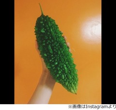 ベッキーがでっかいゴーヤを8本収穫