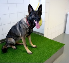 さまざまな犬種の中で&ldquo;最も幸せそうな表情&rdquo;をするのは？ 新たな研究で判明