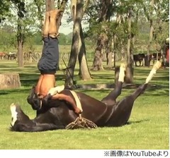 【写真】&ldquo;馬ヨガ&rdquo;の従順すぎるポーズ、馬自身はどう思ってる？