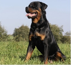 犬に舐められることで人間は健康に、腸内の&ldquo;微生物の多様性&rdquo;アップ