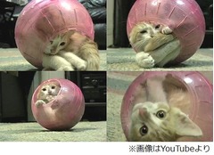 ハムスターボールの中で遊ぶ猫、狭いスペースで身を丸めるキュートな姿。