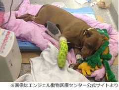 迫る列車から飼い主救った犬、線路外へ引っ張り出すも自身は脚切断。