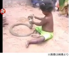 コブラと戯れる&ldquo;肝っ玉&rdquo;少女、威嚇されても動じることなく掴む。