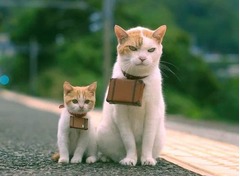 &ldquo;にゃらん&rdquo;中国でも話題沸騰、微博や中国最大のSNSなどで拡散中。