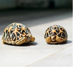 &ldquo;スカートの下&rdquo;にカメ68匹、密輸しようとした女性2人「ぎこちない歩き方」で発覚