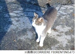主人のお墓に&ldquo;お供え&rdquo;する猫、葬式の翌日から1年間毎日通い続ける。