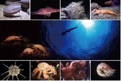 シーパラに深海生物特化エリア、常設展示「サメコレクション」も。