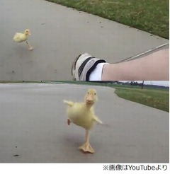 &ldquo;ターボ搭載&rdquo;アヒルが現れた？ 飼い主にくっつき可愛い全力疾走。