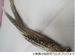 指原が捨てられない&ldquo;鹿の角&rdquo;、断捨離好きなのに「どうしていいか&hellip;」。