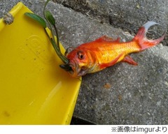 金魚の口に水草が生えていた「いったい何が起きたというんだ&hellip;&hellip;」。