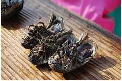 強烈オオグソクムシの煙突焼き、試食体験できる「深海漁見学ツアー」。