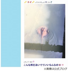 北斗晶が近所の川でエイを発見、愛犬散歩中のまさかの遭遇に驚く。